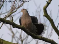 Oostelijk tortel [Streptopelia orientalis]